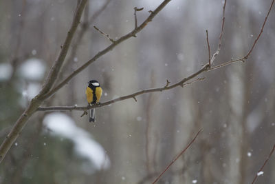 Bird perching on branch