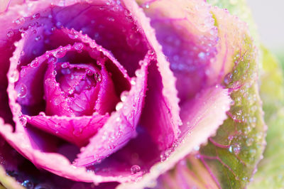 Close-up of wet pink rose flower