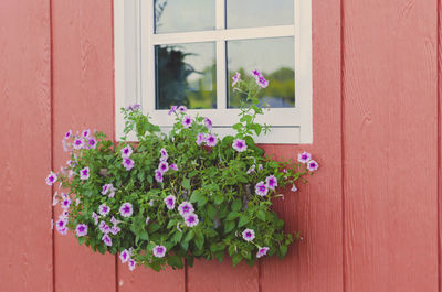 Blooming flowers in a window box - close-up of pink flower pot against window