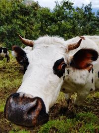 Cows grazing in a field