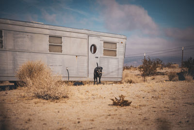 A dog is near an rv trailer in a desert, california