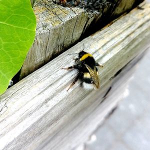 High angle view of bee on wood