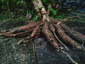 High angle view of tree roots on field