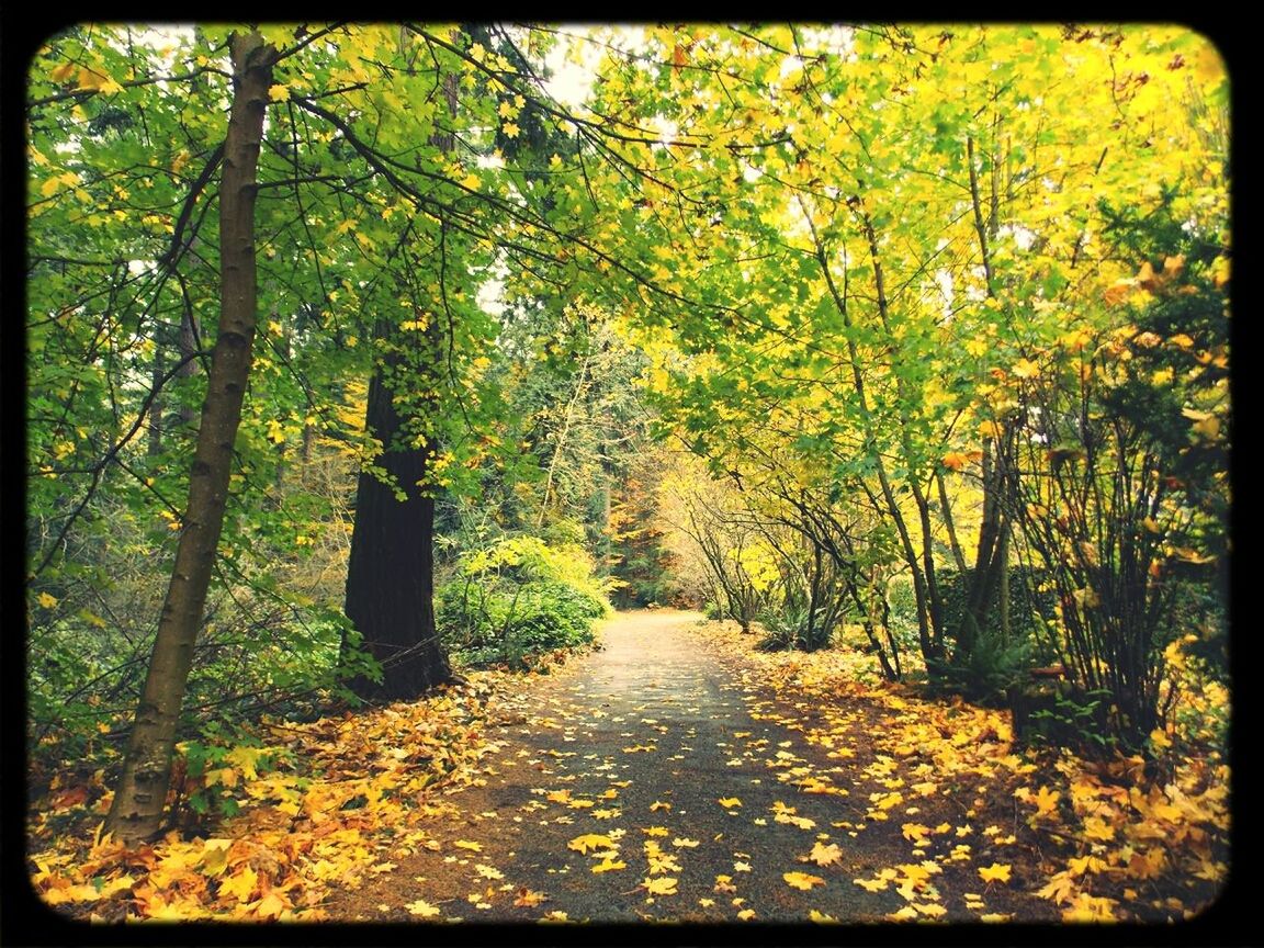 tree, transfer print, yellow, autumn, the way forward, growth, tranquility, change, beauty in nature, nature, season, auto post production filter, diminishing perspective, tranquil scene, leaf, branch, scenics, forest, treelined, day