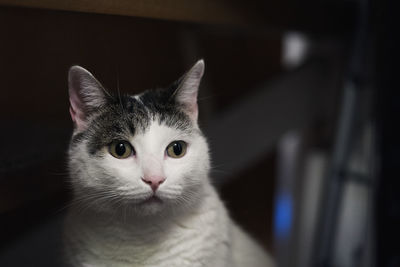 Close-up portrait of a cat