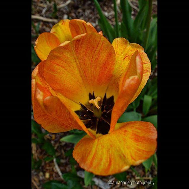 flower, petal, fragility, freshness, flower head, growth, orange color, close-up, transfer print, beauty in nature, nature, focus on foreground, auto post production filter, plant, blooming, single flower, stamen, no people, in bloom, botany