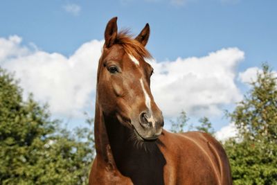 Close-up of horse against blue sky