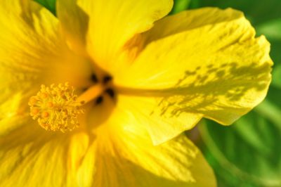 Close-up of yellow flower