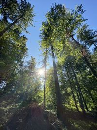 Low angle view of sunlight streaming through trees in forest