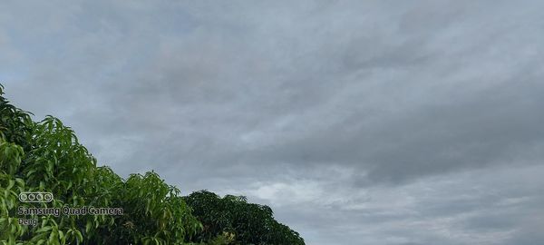 Low angle view of trees and building against sky