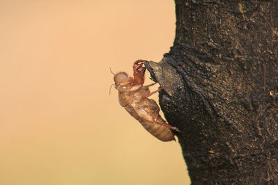 Close-up of insect on tree trunk