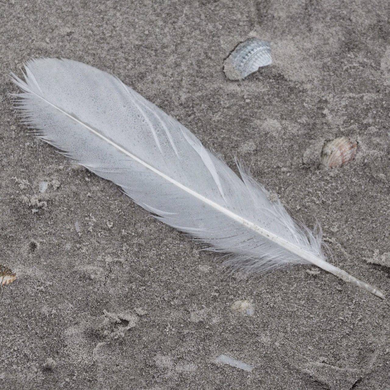 high angle view, sand, beach, shore, day, ground, outdoors, nature, no people, sunlight, feather, street, white color, close-up, asphalt, pattern, single object, directly above, road, field