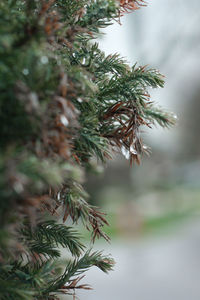 Close-up of tree branch with rain drop