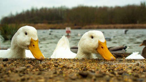Close-up of ducks in lake