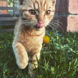 Close-up portrait of cat on grass