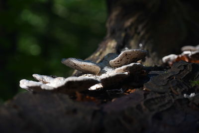 Close-up of mushroom growing on tree trunk