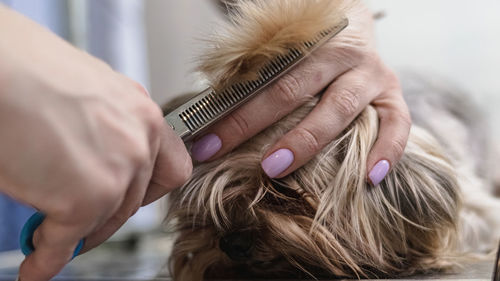 Dog grooming and getting professional service at pet salon by groomer