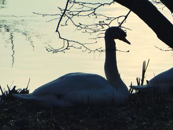 Swan on shore against sky