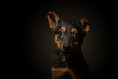 Dramatic portrait of a small dog on a black background. lonely dog in the dark