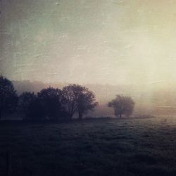 Bare trees on field during sunset