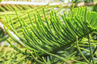 Close-up of pine tree