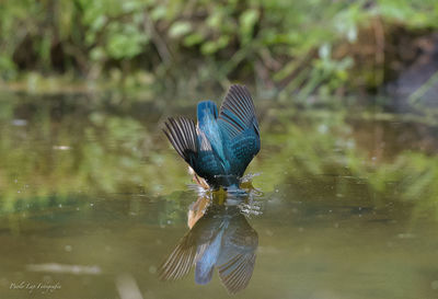 Close-up of bird in lake