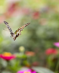 Butterfly flying in park
