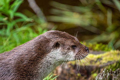 Close-up of an animal