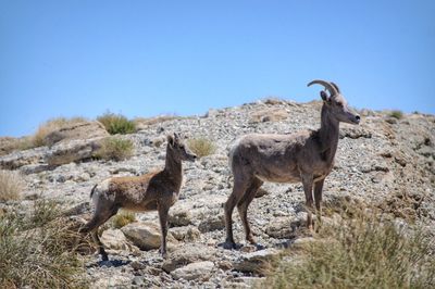 Sheep standing on a rock 