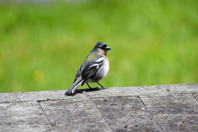 Close-up of bird perching on wood