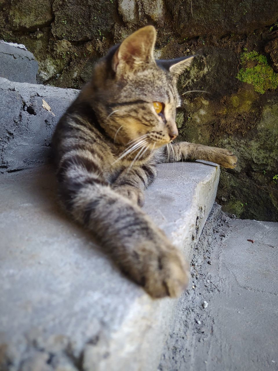 CAT LYING ON ROCK