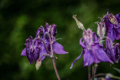 Close-up of purple flowering plant