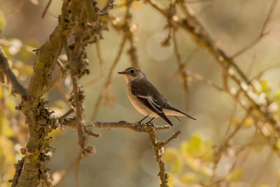 Close-up of bird perching on branch