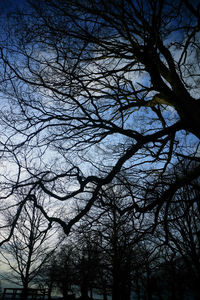 Low angle view of bare trees against sky