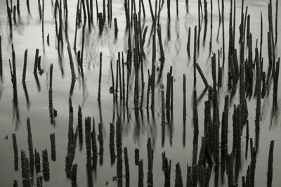 Low angle view of bamboo trees