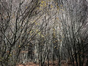 Bare trees in forest during winter