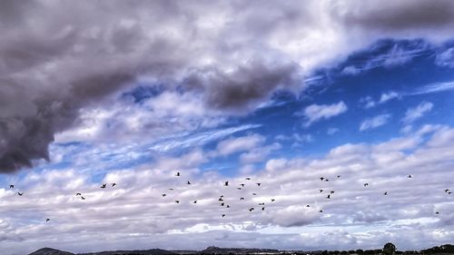 Low angle view of birds flying against sky