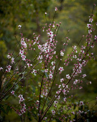 Close-up of pink flowering plant on field