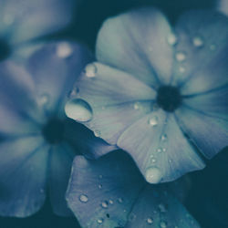 Close-up of water drops on flower