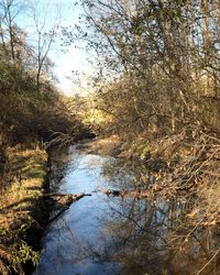 Reflection of trees in lake