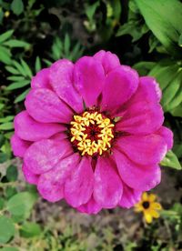 Close-up of pink flower