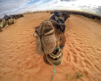 Close-up of camel against sky