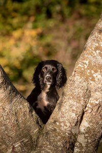 Portrait of dog sitting on tree trunk