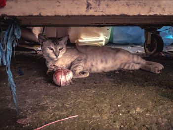 High angle portrait of cat resting on floor