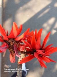 Close-up of red flowering plant