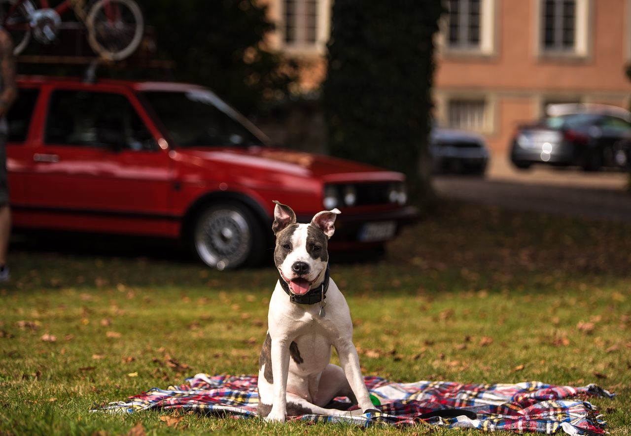 PORTRAIT OF DOG STANDING ON STREET