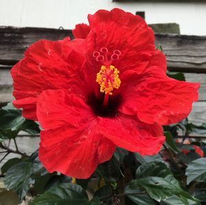 Close-up of red flower