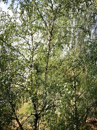 Low angle view of flowering tree in forest