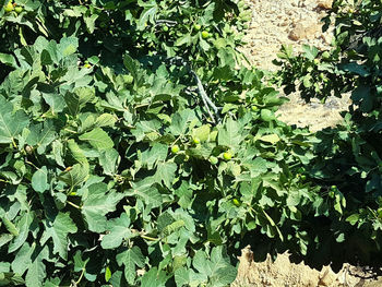 High angle view of ivy growing on field