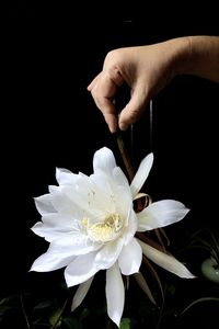 Close-up of hand holding white rose against black background